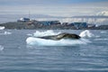 Leopard seal on an iceberg in front of a science station Royalty Free Stock Photo