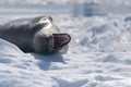 Leopard Seal with open mouth, Antarctica Royalty Free Stock Photo