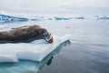 Leopard seal  in Antarctica Royalty Free Stock Photo