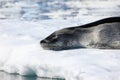 Leopard seal resting on ice floe Royalty Free Stock Photo