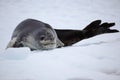 Leopard seal resting on ice floe, Antarctica Royalty Free Stock Photo