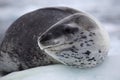 Leopard seal resting on ice floe, Antarctica Royalty Free Stock Photo