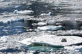 Leopard seal resting on small iceberg, Antarctica