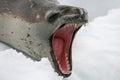 Leopard seal showing off Royalty Free Stock Photo