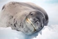 Leopard seal smile, Antarctica Royalty Free Stock Photo