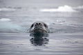 Leopard seal swimming, Antarctica Royalty Free Stock Photo