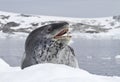 Leopard seal which lies on an ice floe Royalty Free Stock Photo