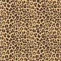 Leopard seamless pattern design,