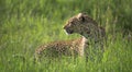 Leopard of the Serengeti Royalty Free Stock Photo