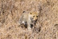 Leopard from Serengeti National Park, Tanzania, Africa