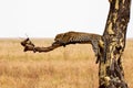 Leopard in Serengeti National Park - Tanzania
