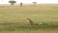 Leopard in the Serengeti