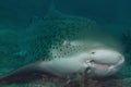 Leopard shark Royalty Free Stock Photo