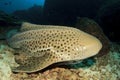 Leopard Shark Royalty Free Stock Photo