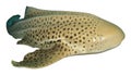 Leopard Shark isolated Royalty Free Stock Photo