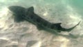 A leopard shark swimming through some murky water