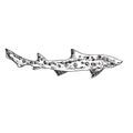 The leopard shark Triakis semifasciata, hand drawn doodle, sketch, vector outline illustration Royalty Free Stock Photo