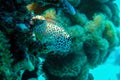 Leopard or Shortbodied blenny fish, Red sea