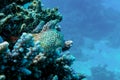 Leopard or Shortbodied blenny fish, Red sea