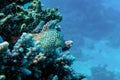 Leopard or Shortbodied blenny fish, Red sea Royalty Free Stock Photo