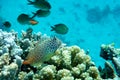 Leopard or Shortbodied blenny fish, Red sea Royalty Free Stock Photo