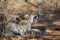 Leopard Showing Teeth