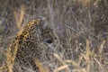 Leopard side profile in long grass 1 Royalty Free Stock Photo