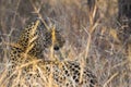 Leopard side profile in long grass 4 Royalty Free Stock Photo