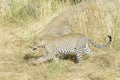 Leopard in sideview walking in high grass Royalty Free Stock Photo