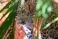 Leopard is silently watching from inside the cage Royalty Free Stock Photo