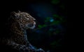 A leopard sits in a dark forest and watches the moon