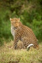 Leopard sits on grass bank looking back