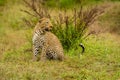 Leopard sits on grassy bank looking right