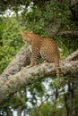 Leopard sits looking out from lichen-covered branch