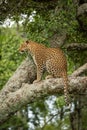Leopard sits staring out from lichen-covered branch
