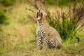 Leopard sits yawning on grass near bush