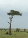 Leopard sitting on acacia Tree at masai Mara Game Reserve,Kenya Royalty Free Stock Photo