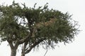 Leopard sitting on a Acacia tree at Masai Mara