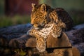 Leopard sitting alone on logs