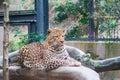 A Leopard sitting on the artificial branch in the zoo look sleepy