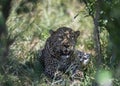 Leopard sitting below the tree at Masai Mara Game Reserve, Kenya Royalty Free Stock Photo