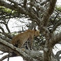 Leopard sitting on a branch, Serengeti