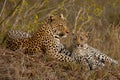 Leopard with sitting cub Royalty Free Stock Photo