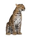 Leopard sitting in front of a white background Royalty Free Stock Photo