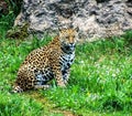 Leopardo sitting in the grass