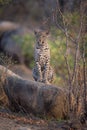 A leopard sitting on a large rock in side light.