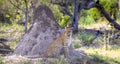 Leopard near a termite mound in Botswana, Africa