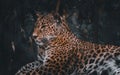 Leopard sitting quietly waiting for its prey Royalty Free Stock Photo