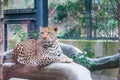 A Leopard sitting on the artificial branch in the zoo looking the other way