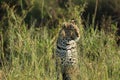 Leopard sitting in tall grass in the african savannah.